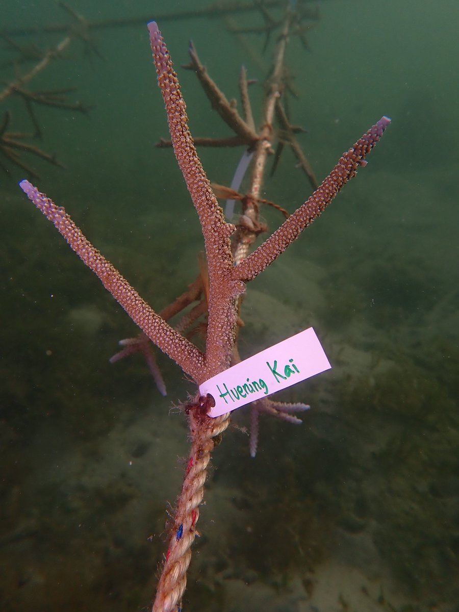 HuedInBlush's tweet photo. Telah ditanam sebuah baby coral untuk merayakan ulang tahun Huening Kai, dengan harapan sebagaimana Kai berhasil menjadi rumah bagi banyak jiwa melalui kehangatannya, semoga baby coral ini kelak dapat tumbuh dan menjadi rumah bagi makhluk-makhluk hidup di bawah sana. 𓆝  :･ﾟ https://t.co/wKMt6lsOyr