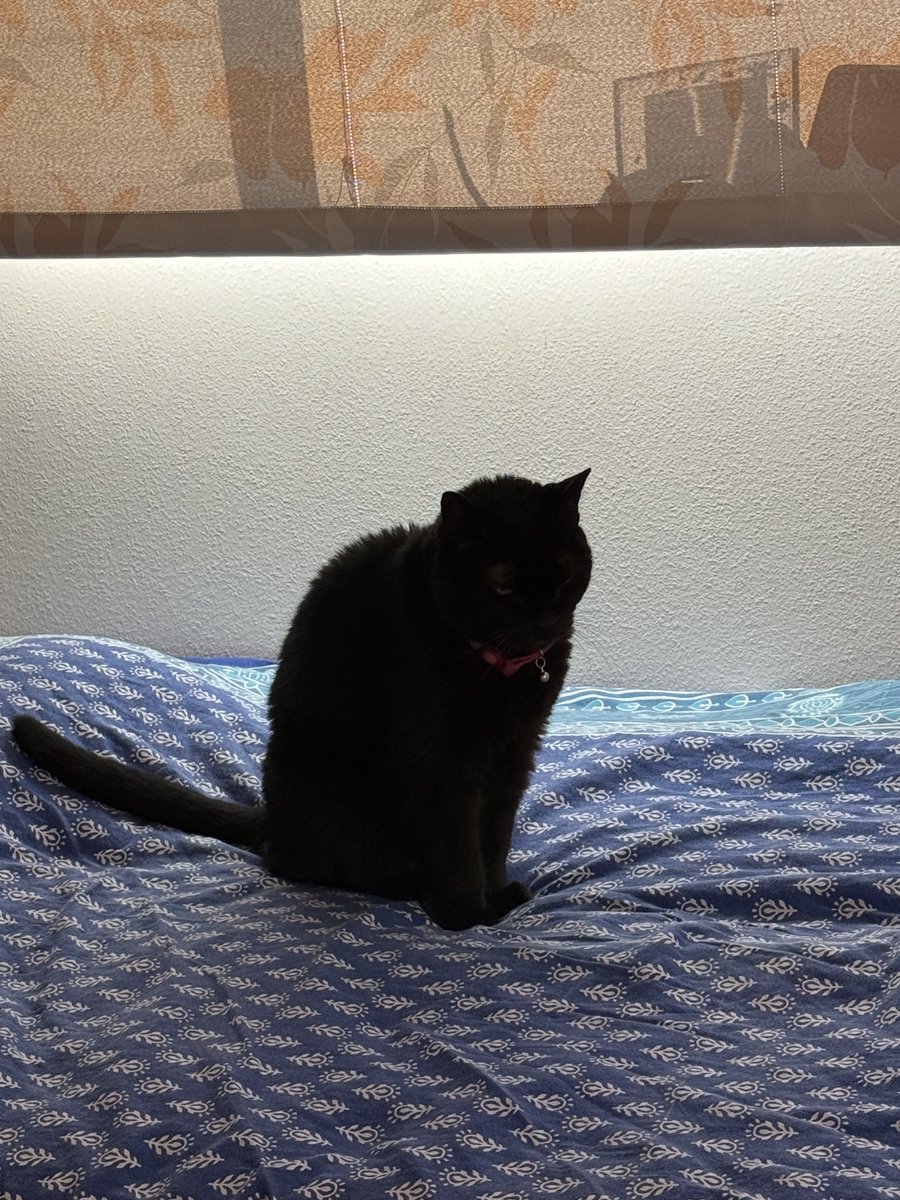 portblacksand's tweet photo. ツブちゃん🐈‍⬛ https://t.co/RjH5po27Lj