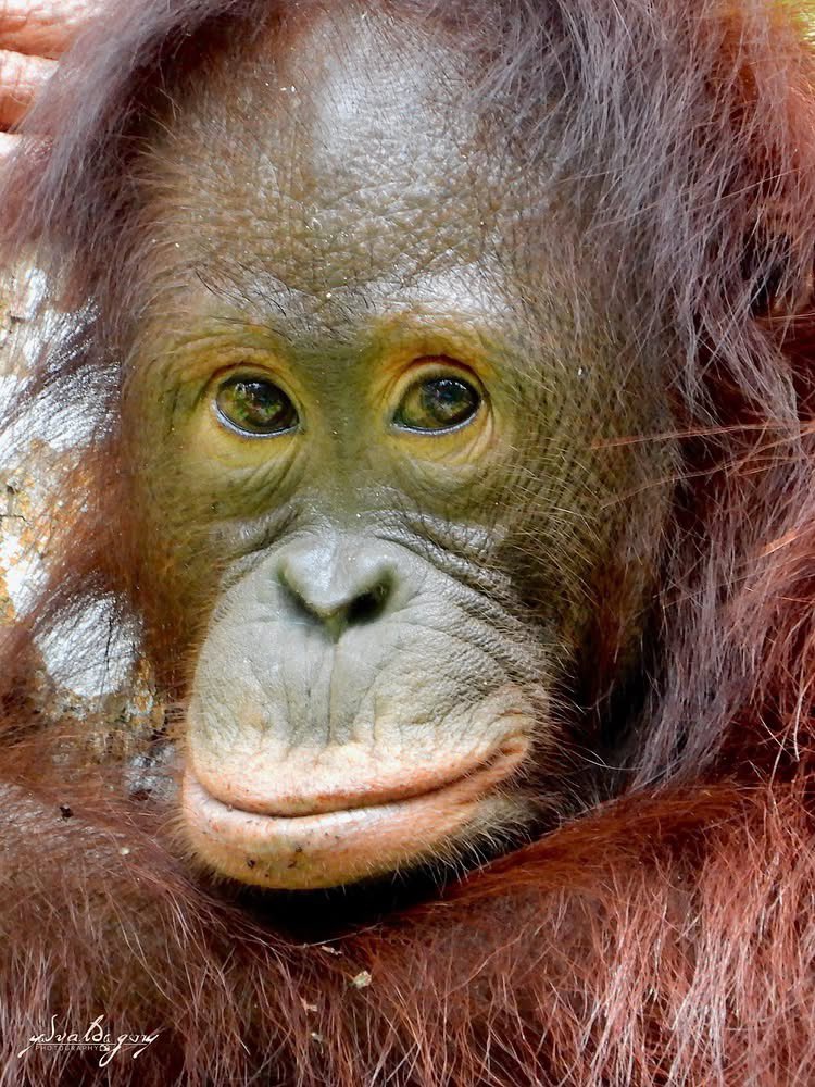 bebekhermes's tweet photo. Sedih sekali tiap kepikiran mereka. Mereka cuma mau numpang hidup di satu-satunya rumah yang mereka punya, tapi malah dipaksa lenyap pelan-pelan tanpa bisa lari ke mana-mana. Padahal mereka murni endemik Borneo, enggak bakal bisa dijumpai secara alami di belahan bumi manapun:

1. Orangutan Kalimantan
2. Bekantan
3. Lutung Abu-Abu Kutai
4. Owa Kelabu Utara

Kalau pohon terakhir tumbang, mereka musnah selamanya. Nggak bakal ada duanya di bumi. Nanti anak cucu kita cuma bisa mandangin sisa fotonya sambil nanya, "Kenapa kalian biarin mereka habis?" 💔