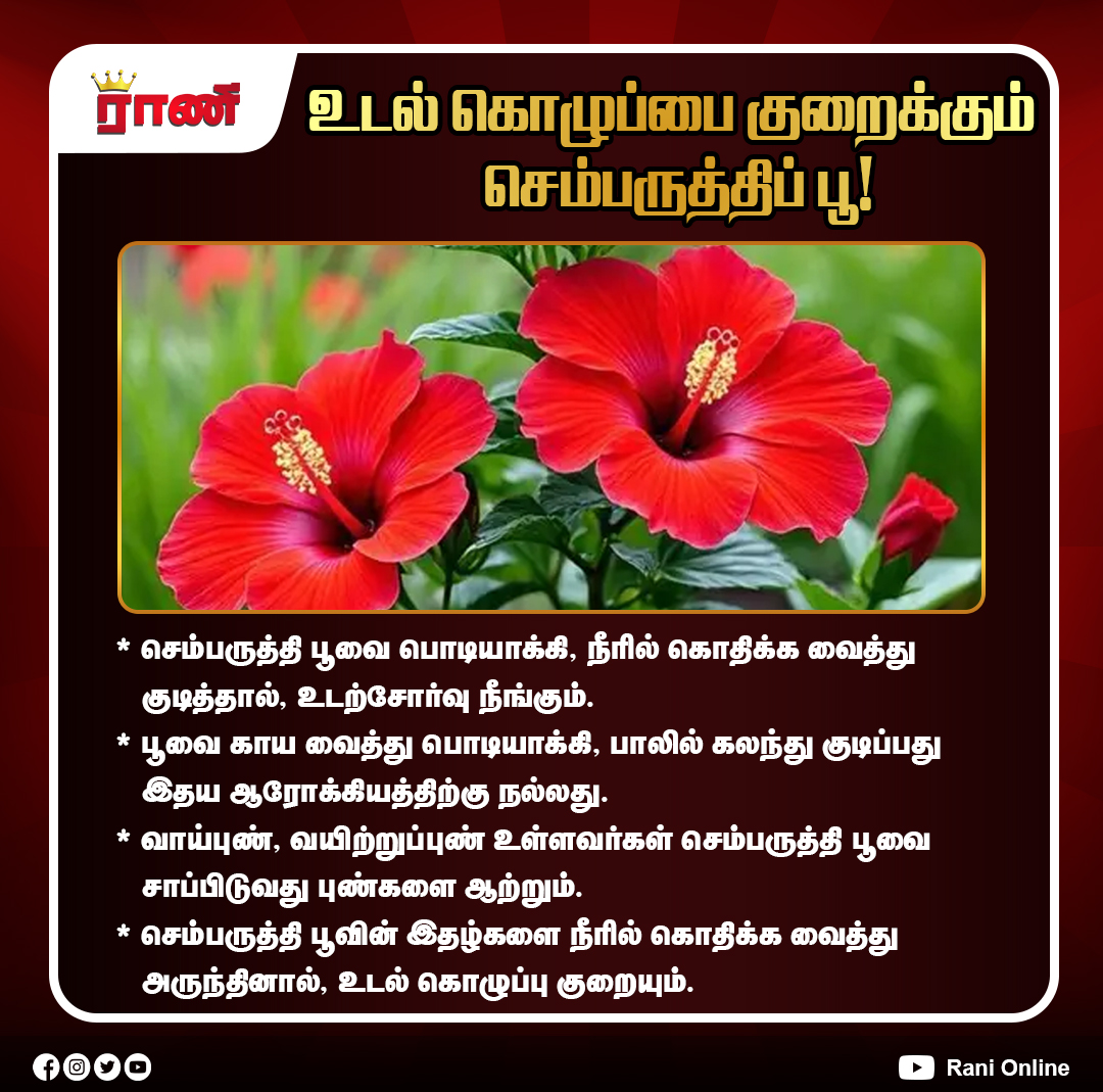 Rani_online's tweet photo. உடல் கொழுப்பை குறைக்க உதவும் செம்பருத்திப் பூ! எப்படி பயன்படுத்தலாம்?
#Hibiscus #HibiscusFlower #WeightLossTips #BodyFat #HealthyLifestyle #NaturalHealth #HerbalRemedies #SiddhaMedicine #HeartHealth #HealthTips #WellnessTips #TraditionalMedicine #HealthyDrinks #RaniOnline https://t.co/pHe0rUyvsx