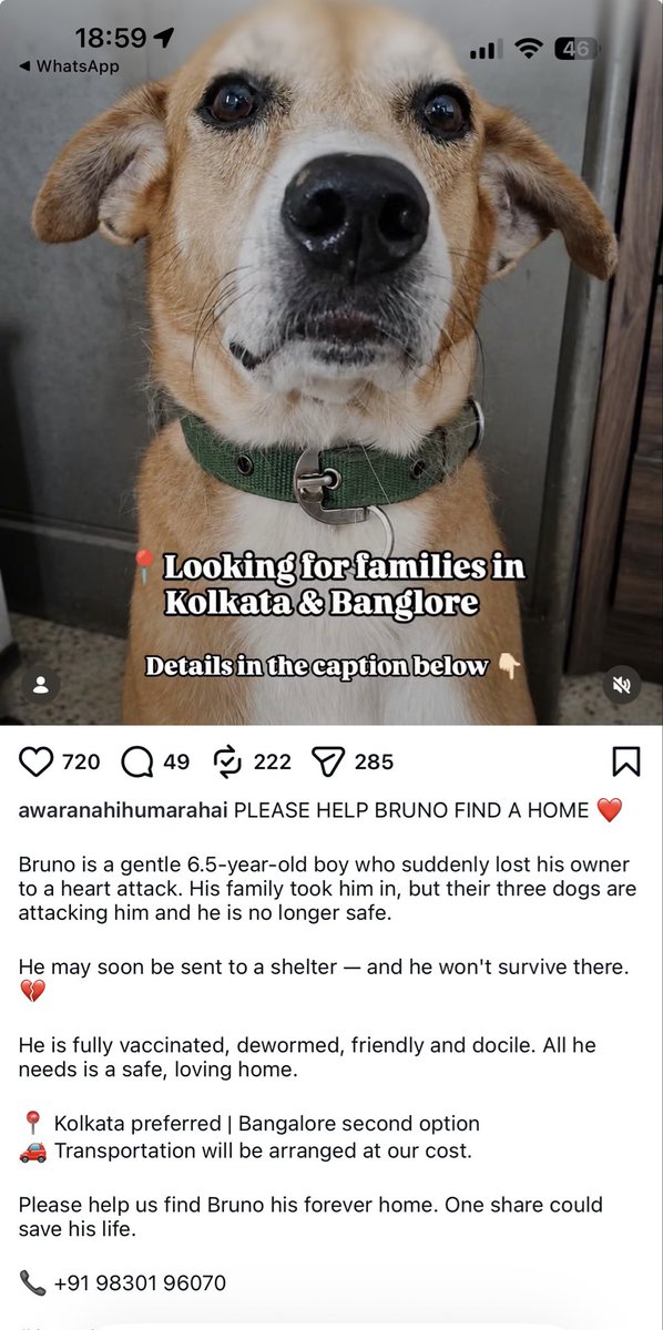AarKiBolboBolo2's tweet photo. Kolkata and Bangalore people 
Please help

#dogadoption https://t.co/GVH83VQX7s