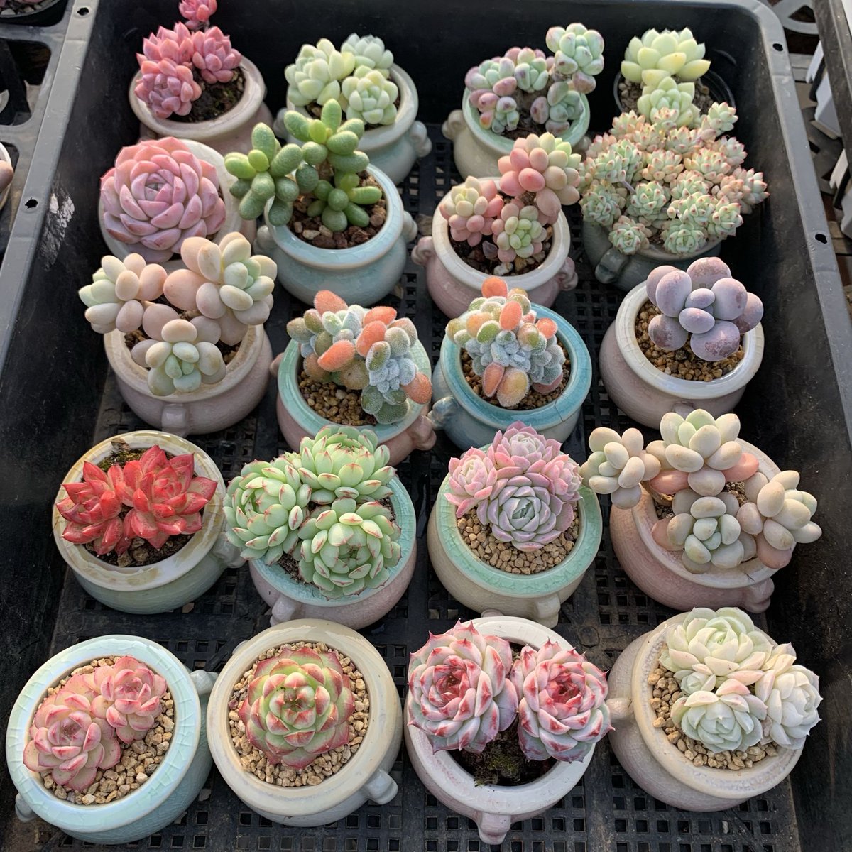 HildaHerliana4's tweet photo. My perfect work desk hack: a small potted succulent + a floating shelf for my laptop, keeps me focused and saves space! https://t.co/Jy1FHHyedr