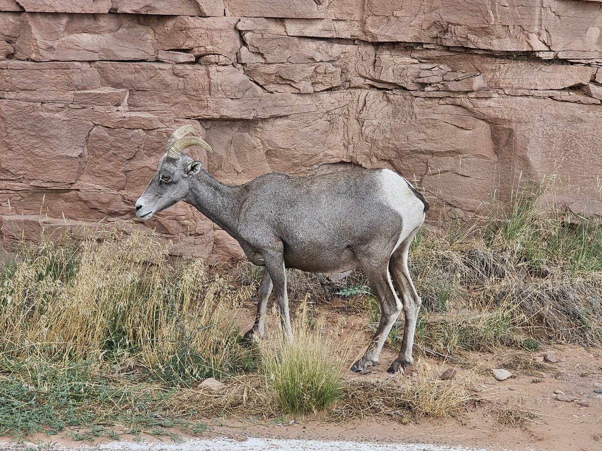 PhotographyNave's tweet photo. Desert Bighorn Sheep on the Colorado National Monument,  this weekend. 

#desertbighorn #DesertBighornSheep #coloradonationalmonument #wildlife  #redrocks #babywildlife https://t.co/X7mTtB4P7j