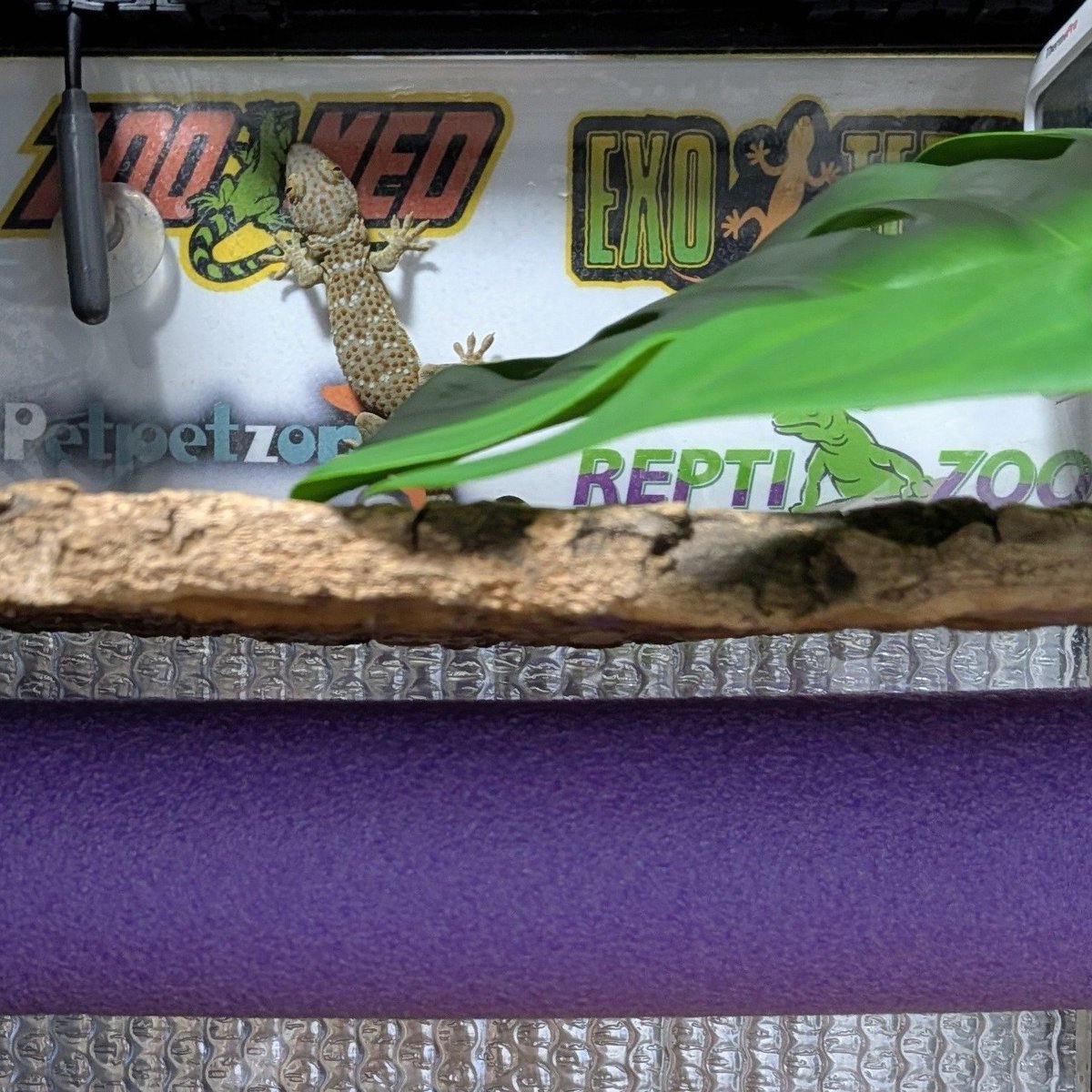 Tks24y's tweet photo. ・真っ黒ギズモ🦎
・通常のギズモ🦎
#トッケイヤモリ
#Tokay_gecko https://t.co/yjHBj51UCx