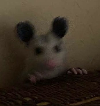 Possum_Daily tweet picture