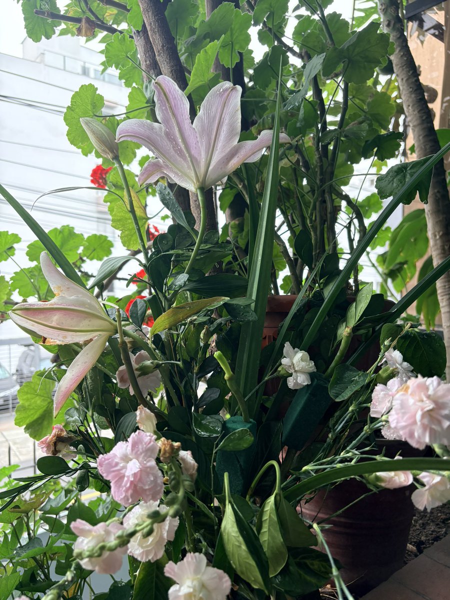 vaneficent's tweet photo. Las flores que le trajeron a mi hermana en su cumpleaños sus amigas, fueron tan hermosas y gigante que me ratifica que “lo extraordinario que le pides a un hombre es lo mínimo que te puede dar una amiga un día cualquiera” https://t.co/DG53K2eToe