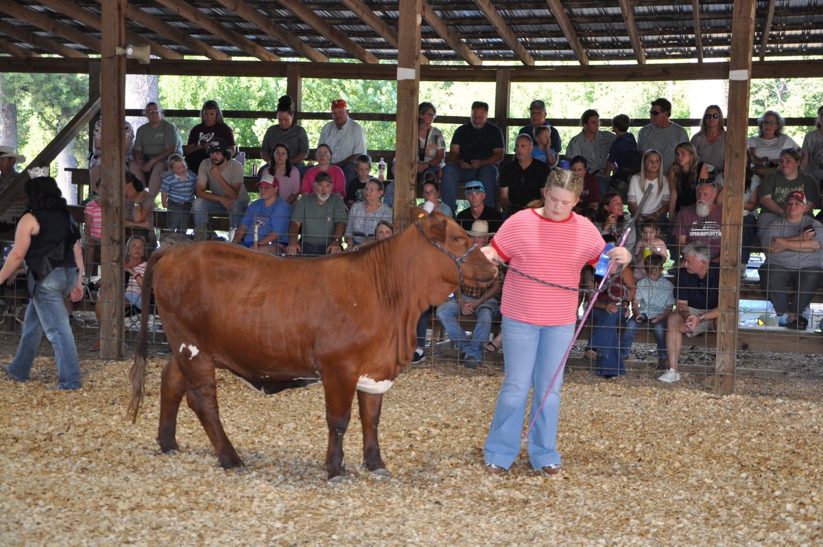 AginArk's tweet photo. County Fair time is when 4-Hers' investment of time pays off!
JosieJackson with her Grand Champion Santa Gertrudis heifer at the Montgomery County Fair.
Thanks to @AR_Extension Agent Gerald Hewitt for sharing these images. https://t.co/E68fRCFURj