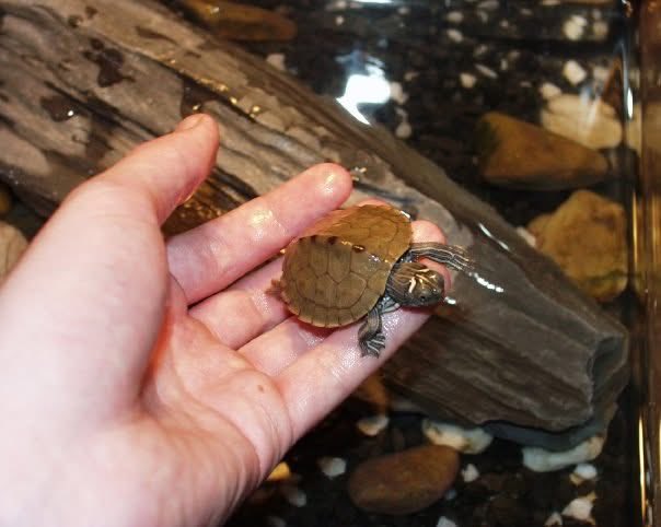 FilipJWrites's tweet photo. Throwback Tuesday? 😂😂
Anyways brighten up your feed with a few baby turtles (now several kg heavy) https://t.co/23cfi5FXDX