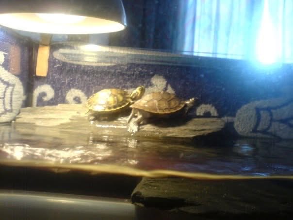 FilipJWrites's tweet photo. Throwback Tuesday? 😂😂
Anyways brighten up your feed with a few baby turtles (now several kg heavy) https://t.co/23cfi5FXDX