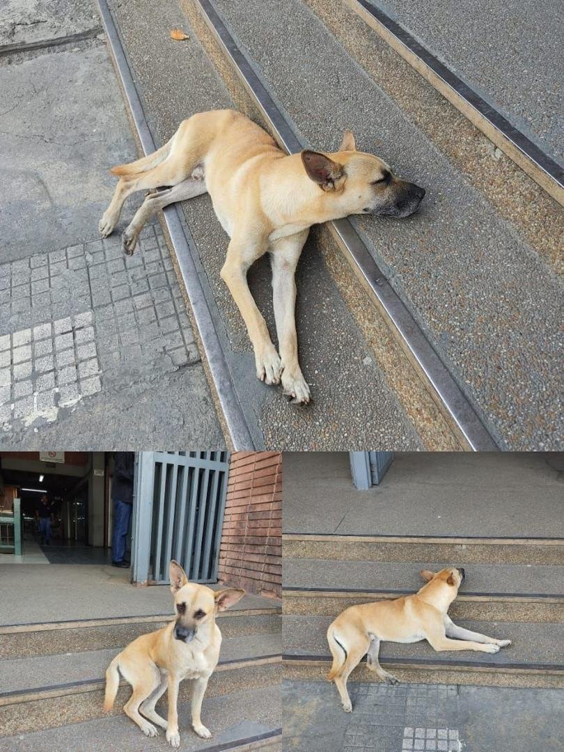 RamsesVazBlanco's tweet photo. Reenviado. Perrito un carro le dió por la parte de atrás está mañana, se encuentra en el C.C San Martin frente de EPA en Caracas. No hay nro de contacto. Gracias.🐾🐶💔🐶😔🇻🇪 @SomosNevado @apoyocanino @AyudaPerroGatos @manosdlsangeles @paramedicosmtt https://t.co/hKHLex5pVq