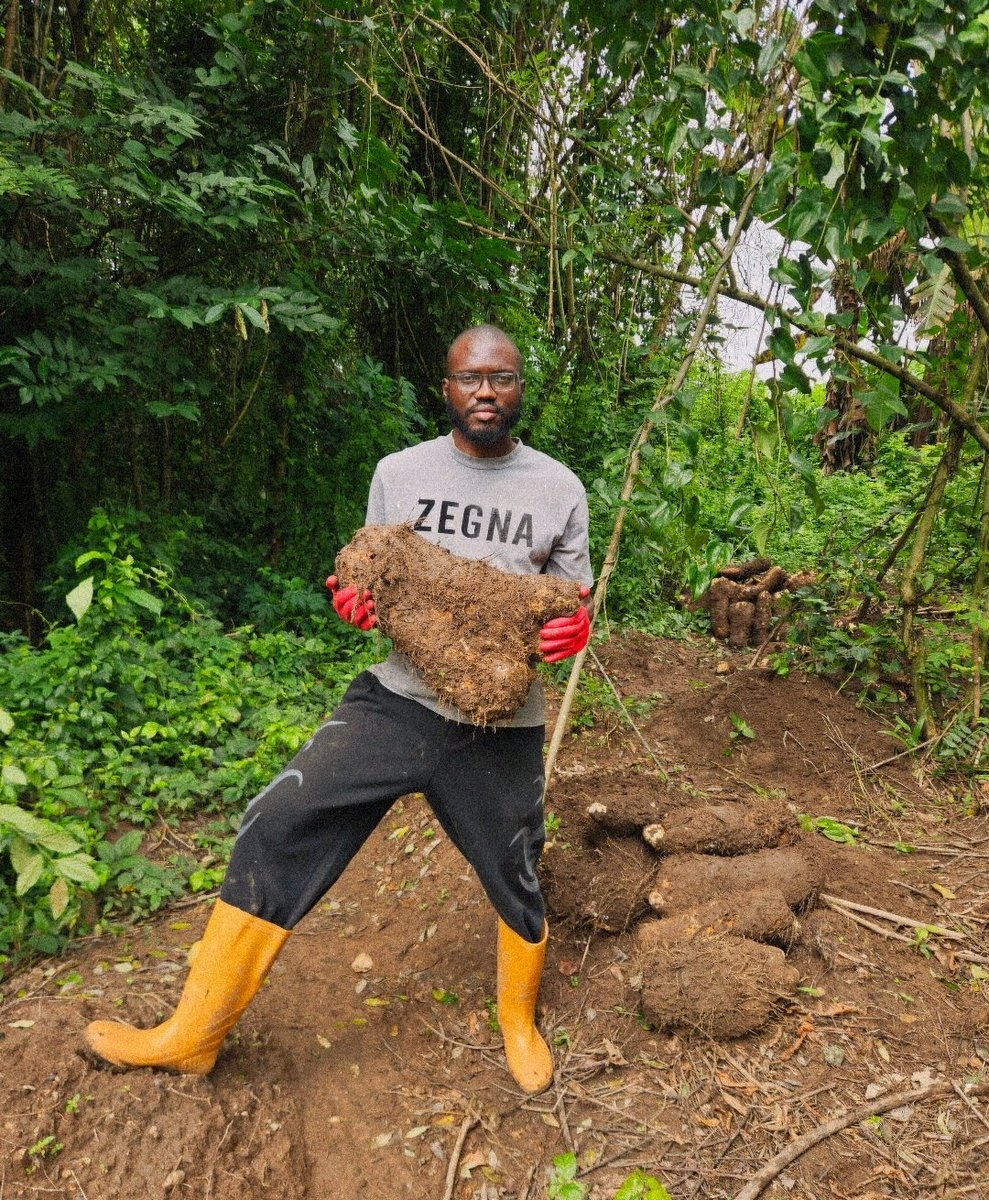 sammyalfred7's tweet photo. Our first attempt at growing yam, just 500 heaps &amp; the result blew my mind. 😀

Other than that, the experience itself was intriguing &amp; exciting.. i enjoy doing this. https://t.co/Tqpb1ENXUy