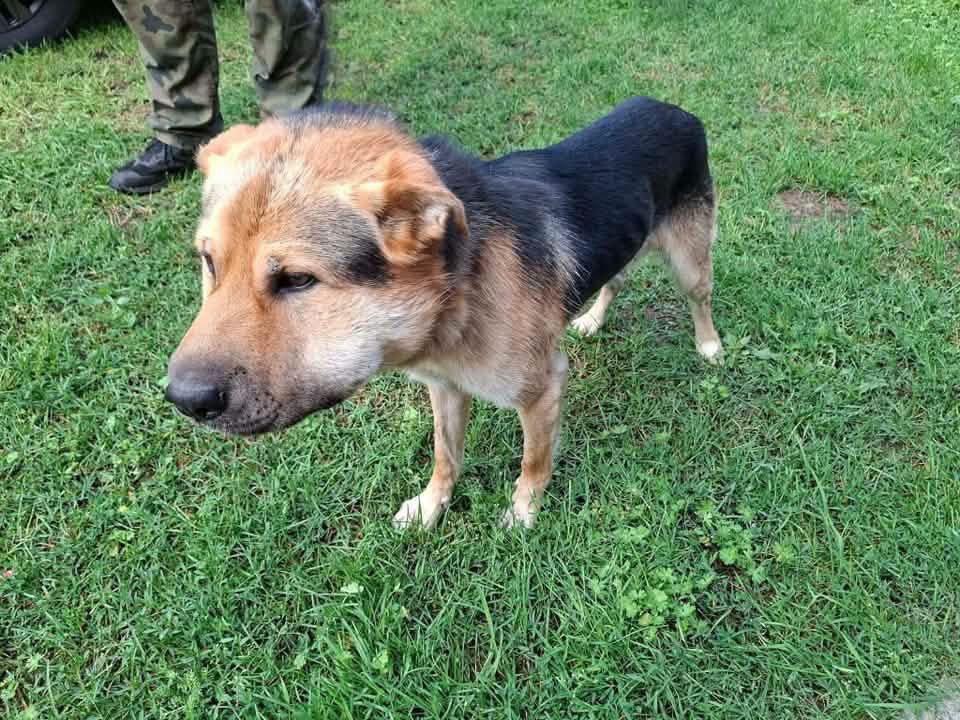 mal_land_'s tweet photo. 💔 DUCH SZUKA DOMU! 🐾
Został porzucony i przywiązany sznurkiem w lesie. Mimo ogromnego cierpienia Duch jest spokojnym, ufnym i wpatrzonym w człowieka psem. Zdjęcie zaraz po uratowaniu, spuchnięta mordka 😞
📍 Zwierzolandia
📞 691 536 171 (w razie braku odbioru wyślij SMS) https://t.co/nRcOXN41vW