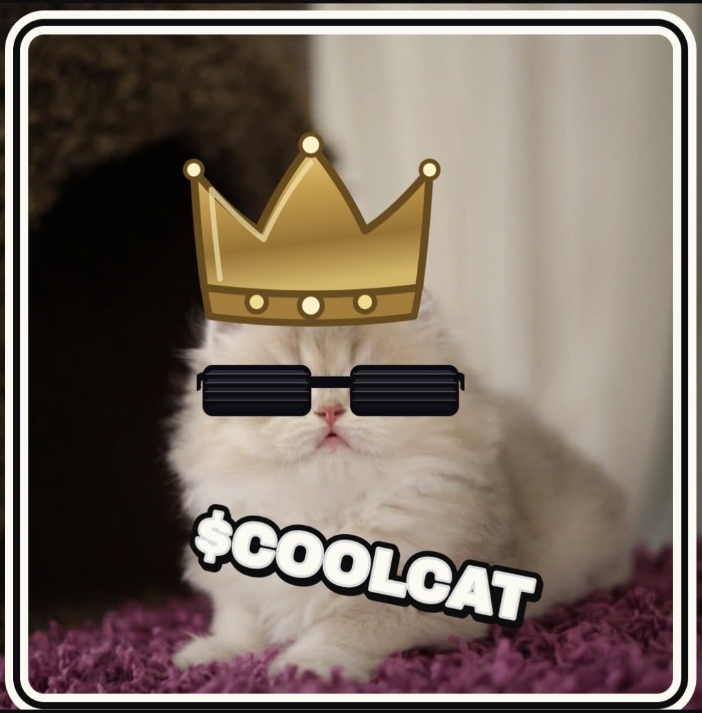 bill_btc's tweet photo. @Yakuza_Crypto_ Look at $COOLCAT bro this has got good team and holder @CoolCatonRh https://t.co/ZKeizlmuEh