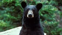 YoAmoaLaCiencia's tweet photo. SEMARNAT dice que fueron sólo 22 osos y que nunca salieron de México. ¿Ah, sí? ¿dónde están?

Una semana después de nuestra publicación sobre la exportación de osos, la SEMARNAT de Alicia Bárcena salió con un comunicado para intentar desmentir su propio documento oficial que entregó mediante transparencia.

Dicen que no más eran 22 osos negros, que el permiso se renovó tres veces y que nunca fueron exportados.

Eso no lo dice la información que nos entregaron. Su base los registró como “EXPORTACIÓN DEFINITIVA” y la aclaración de sustitución se refiere al código del permiso que fue reemplazado, no dice que fueran los mismos osos.

Pero no se preocupen, esto se resuelve muy fácil con el identificador individual de cada animal. 

Los osos bajo manejo autorizado deben contar con un sistema de marcaje que permita identificarlos y darles trazabilidad. 

¿Sí tienen registrados los microchips de esos 22 osos en el plan de manejo del “zoológico” de procedencia, verdad?

 Porque no nos van a decir ahora que tampoco pueden identificar a cada oso.

El parche que mandó a poner Bárcena evita explicar ¿Cómo una caballeriza en el Hipódromo Agua Caliente de Tijuana tiene permisos para fauna? ¿Cómo es que mantienen la autorización de este supuesto “zoológico”?

Y convenientemente tampoco dice una palabra de los 2 osos grizzly que en enero de 2026 autorizó para exportación definitiva a Emiratos Árabes Unidos desde el mismo establecimiento.

SEMARNAT no explica dónde están físicamente esos 22 osos, ni de dónde salieron ni qué inspecciones hizo PROFEPA para verificar su estado de salud.

Sobre todo no comparte evidencias sobre el estado actual de esos animales, queremos ver dónde se encuentran y no basta con un comunicado.