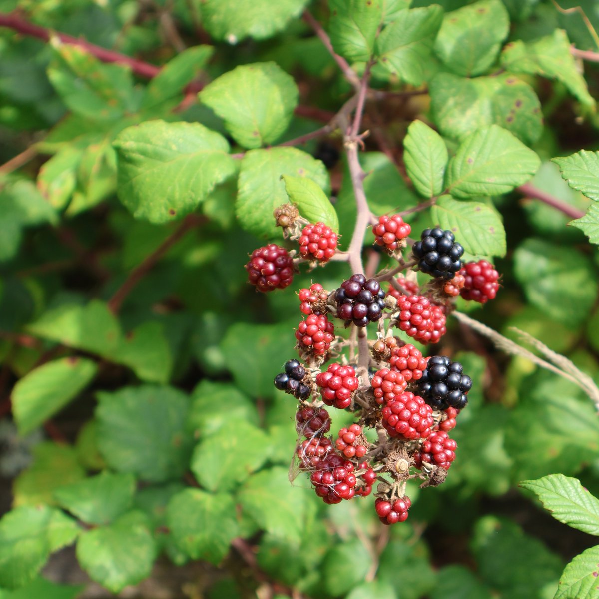 TTNewbridge's tweet photo. Bramble
Rubus fructicosus
Dris

Generally flowering from May to September.

Producing Blackberry fruit which is red at first becoming purple-black when ripe.

Bramble is also a #BeeFriendly flower.

#WildflowerHour https://t.co/5xcMr2vJ2j