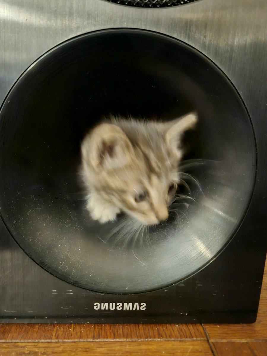 KevinJacksnnya's tweet photo. Stero repair cat
#DogsOfTwitter #aceom https://t.co/0e6Tb1J72m