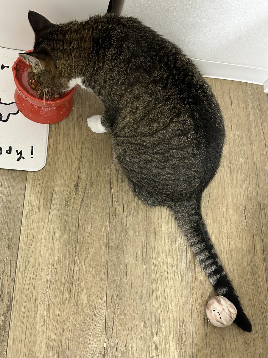 jirohachi1113's tweet photo. 食事中もボールをキープしている弥次郎兵衛くん
#猫のいる暮らし #キジ白猫 https://t.co/Kk3tPYa8rP