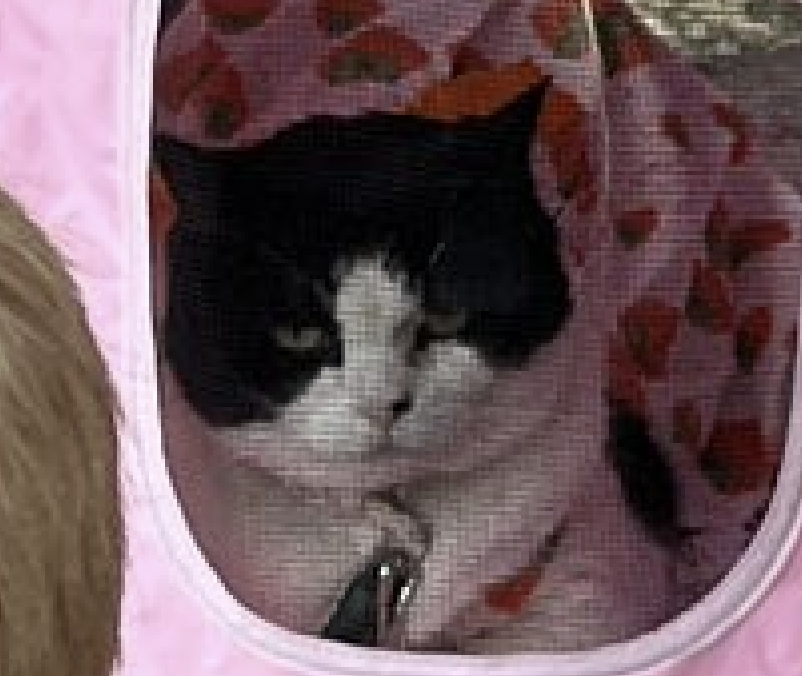 CatWorkers's tweet photo. @AubuchonHrdware He doesn't look very pleased about things, but I'm happy for him. Congratulations, Oreo! Happy Retirement! https://t.co/4CLnYJZuUe