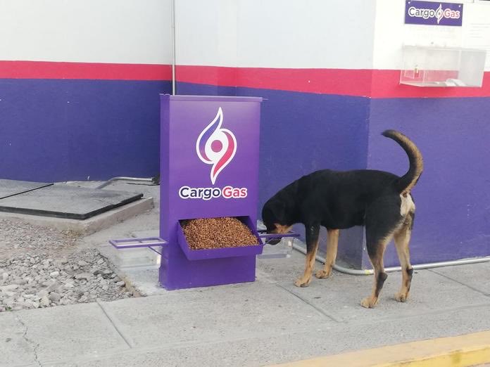 DiloConPerritos's tweet photo. Desde 2020, la gasolinera Cargo Gas ⛽️ de #Coahuila 🇲🇽 colocó bebederos y comederos en todas sus estaciones para alimentar a los perros en condiciones de calle. 

Además, construyeron el Albergue 4 Patitas, donde rescatamos a estos perritos para esterilizarlos, vacunarlos, alimentarlos y darlos en adopción 🐾