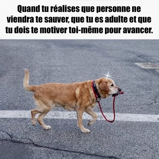 FALCONGilles's tweet photo. @samarina4_truth @FredGaulois Je crois que nous sommes notre propre sauveur https://t.co/Paz5zm2trQ