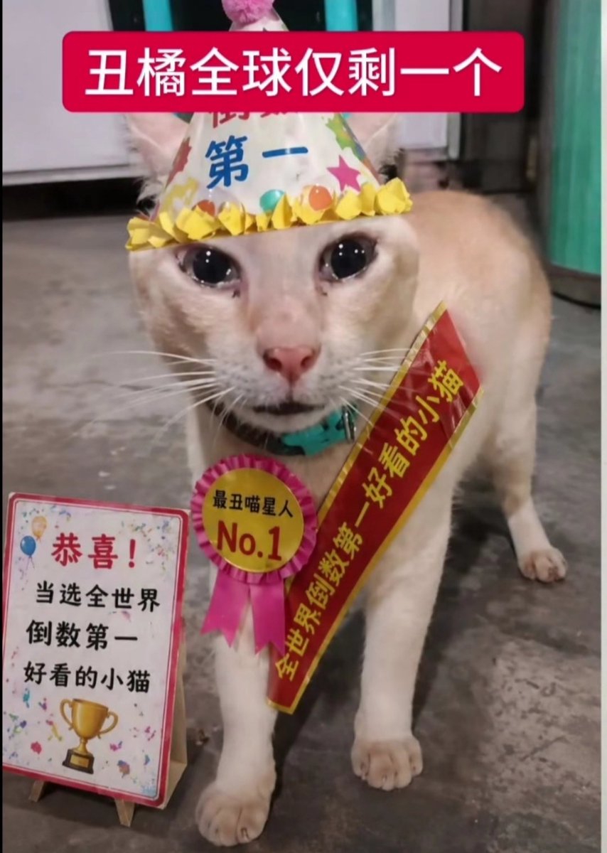 twztef's tweet photo. @fentamiloo 丑橘不丑✋😭✋ https://t.co/qztRQo4q38