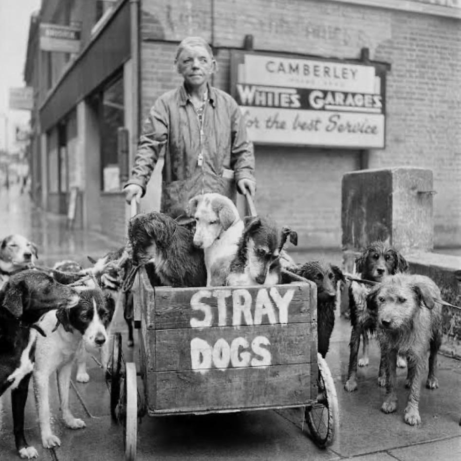 HistorylandHQ's tweet photo. Katherine “Camberley Kate” Ward pushing her famous dog-cart (1962). From 1943 until her death in 1979, Ward devoted her life to caring for Surrey’s stray dogs. She never refused an animal, and is estimated to have rescued over 600 dogs in her lifetime. https://t.co/2DYWCOPr24