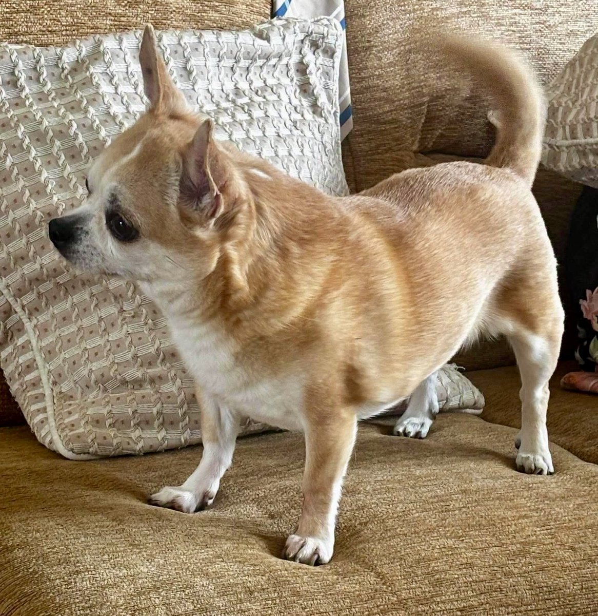 millypod1's tweet photo. 🆘22 AUG 2026 #Lost PIPPA #ScanMe
ELDERLY Chihuahua Female
Churchbalk Lane #Pontefract #Wakefield #WF8 
County #Ackworth North Elmsall and Upton, 
#WestYorkshire #Yorkshire
https://t.co/q0Y2Exp5tk https://t.co/Ld2StKEdVh