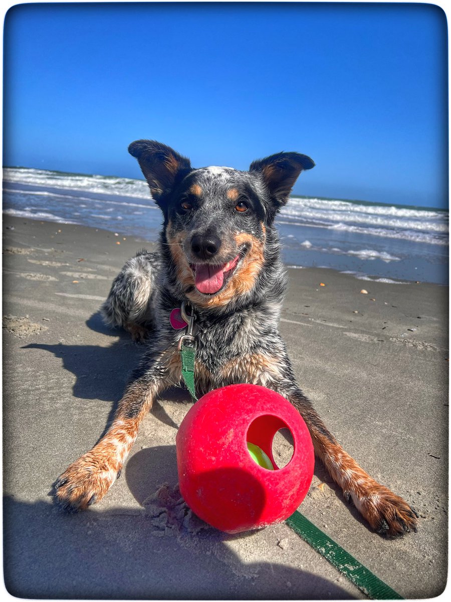 mstphi_'s tweet photo. @MJTruthUltra Best dogs ever!! https://t.co/dUEoWM0gf0