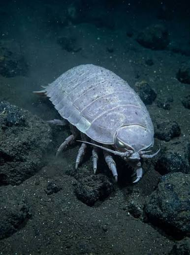 crakheglim's tweet photo. happy vee saturday. vees ability to roll up into a ball means she may have ties to pill bugs which are not actually insects but closely related to those big sea isopods. the world is beautiful and vee version one is everywhere https://t.co/DUeF75Wmd5