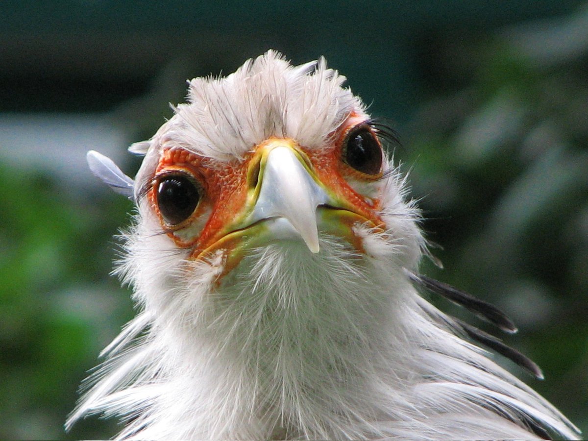 ConfusedP_23's tweet photo. Mrrp, meow, chirp :>

*pecks you, pecks you, pecks you* https://t.co/1VYfbBJPao