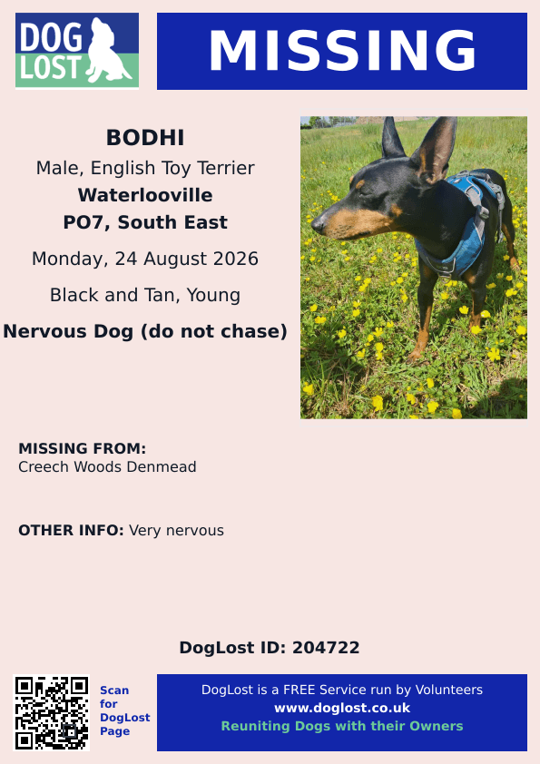millypod1's tweet photo. 🆘24 AUG 2026 #Lost Bodhi #ScanMe
NERVOUS YOUNG English Toy Terrier Male #PUPPY
Creech Woods #Denmead #PO7
County #Waterlooville #EastHampshire #Hampshire
https://t.co/GRseLgiDwo https://t.co/SyFN5ywtXa