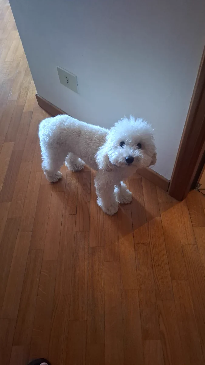 A poodle.