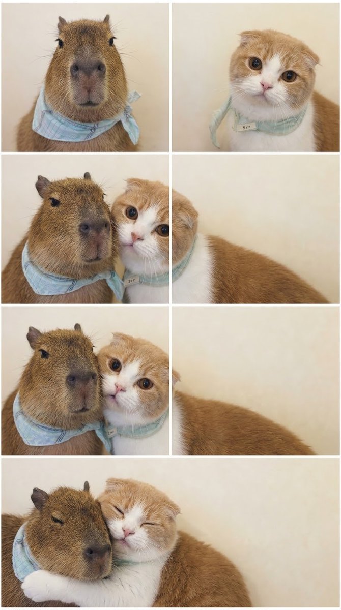 CapybarasOnX's tweet photo. ソロショットから始まって、寄り添い、最後は目を細めて抱き合うまでのストーリー展開が尊すぎて語彙力消滅…！ 🥰 https://t.co/O2Tb7BMjjO