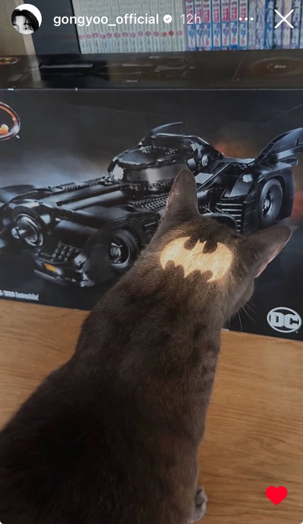 titlejt's tweet photo. Omg gongyoo his ig story updated with his cool cat so cool and cute awww!!
I want one for Asil! Meovv!! 😻😸
#gongyoo #coolcat #batman https://t.co/912DoBRWtp