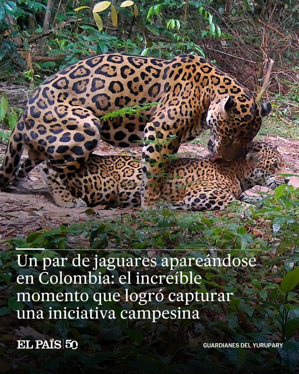 ElPaisAmericaCo's tweet photo. VIDEO | Las imágenes se obtuvieron en el Guaviare gracias al monitoreo comunitario y una cámara trampa. Es extremadamente raro poder ver a los felinos copular en vida silvestre https://t.co/0I0iPXgwAO https://t.co/WbtxBtRRS0