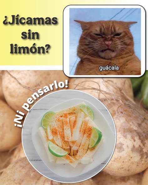 SENASICA's tweet photo. Seamos honestos… ¿qué sería de los tacos, el pozolito, el tequilita o las jícamas sin limón? En México, el limón es mucho más que un ingrediente: es parte de nuestra tradición. Por eso, en #Senasica trabajamos para proteger los árboles de plagas como el #CancroDeLosCítricos. 🍋 https://t.co/i2RSKTOfF5