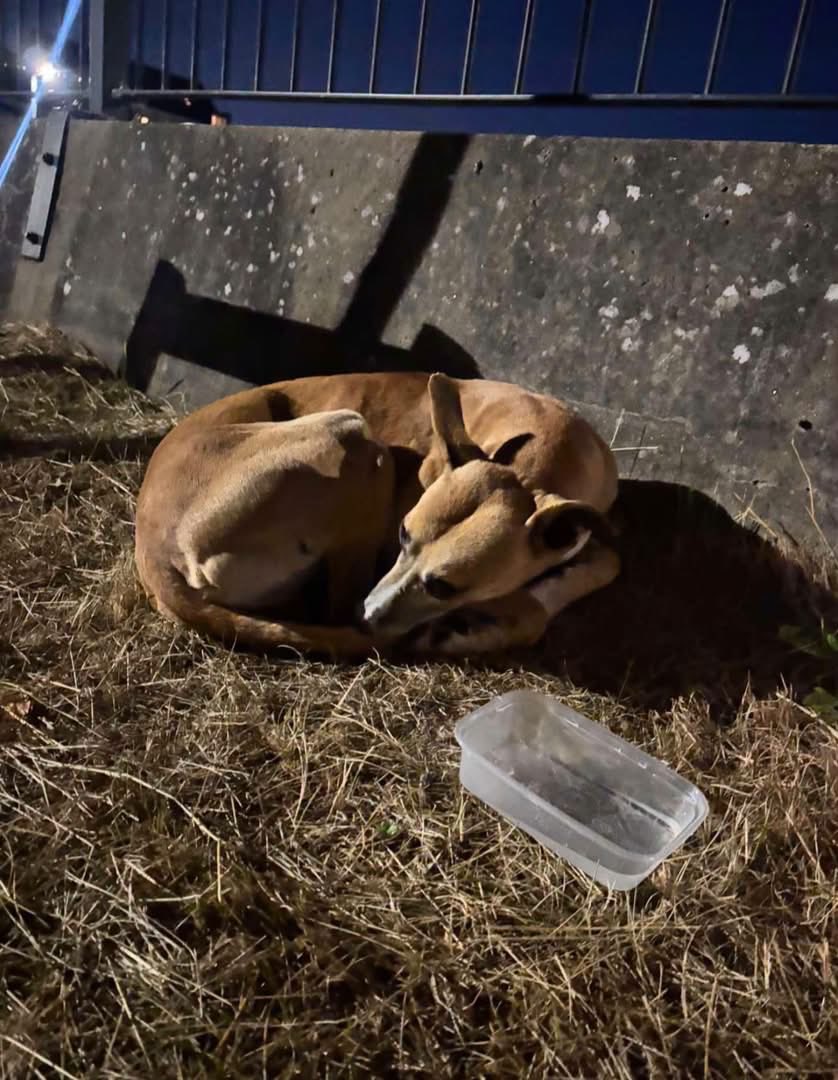 MyLovelyHorseR's tweet photo. HEART BREAKING 💔💔💔💔💔

A couple of nights ago, we received a heartbreaking call about a dog lying alone in the the cold in Tallaght. It was around midnight, and he was absolutely terrified.

We all panicked, desperately trying to find someone who could get to him as quickly as possible. Thankfully, another wonderful rescuer stepped in and made sure this frightened little boy was safe, until we could get him, thank you Keith and friend ❤️
He had a slight injury, possibly from being clipped by a car, although we can’t be certain what happened to him. 💔💔💔
What we do know is that he was scared, vulnerable and desperately needed someone to help him💔💔💔💔
Thankfully, he is now safe at My Lovely Horse Animsl Rescue, and our wonderful vet John has examined him. ❤️
But honestly… how can this keep happening? 💔😡
Animals should not be left lying terrified and cold on the side of the road, crying and begging for help. And once again, the rescue community is left picking up the pieces💔💔💔 Animsls need help 24 hours a day, 7 days a week, no point thinking 9 to 5, five days a week is good enough 😡😡😡😡

Please, if you can, donate towards this little boy’s care. And please remember that he is just one of so many animals out there who need help right now💔💔💔
We cannot continue like this. It is heartbreaking💔💔
Thank you to everyone who stepped in, to the rescuer who got to him first for us, and to everyone who continues to fight for poor  animals when they have nobody else. ❤️
Please donate if you can. Every single contribution helps ❤️💔

https://t.co/gBLskZcqPM
Thank you