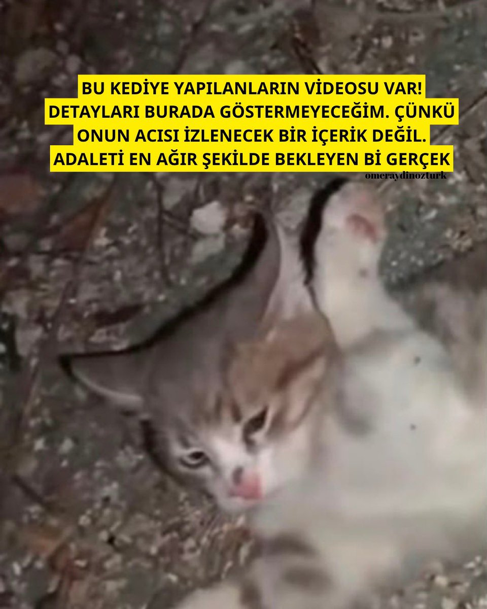 omeraydinozturk's tweet photo. İNSAN HİÇ BU KADAR ÇARESİZ HİSSEDER Mİ? BU GECE HİSSETTİM. BİR VİDEONUN ARKASINDA AĞLAYA AĞLAYA BUNU YAZIYORUM. NE OLURSA OLSUN BUNLAR TUTUKLANSIN. PAYLAŞ Kİ SAHİPSİZİ SAVUNMAYAN BİR GÜN ELBET SAHİPSİZ KALIR! #adalet #kedi #sokakhayvanlarısahipsizdeğil https://t.co/jL5wSV9W3q