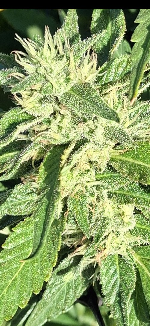 AS63353455's tweet photo. @WilliamWX100 Sour cookies, grown in Sierra nevada foothills near Smartsville Ca, perfect climate, 500ft elevation. 

I'll be breeding to acclimate plants to the climate, getting flowering down to 50-60 days with sensi seed hash plant, so I can harvest before rains. https://t.co/m0k7mb5GNi