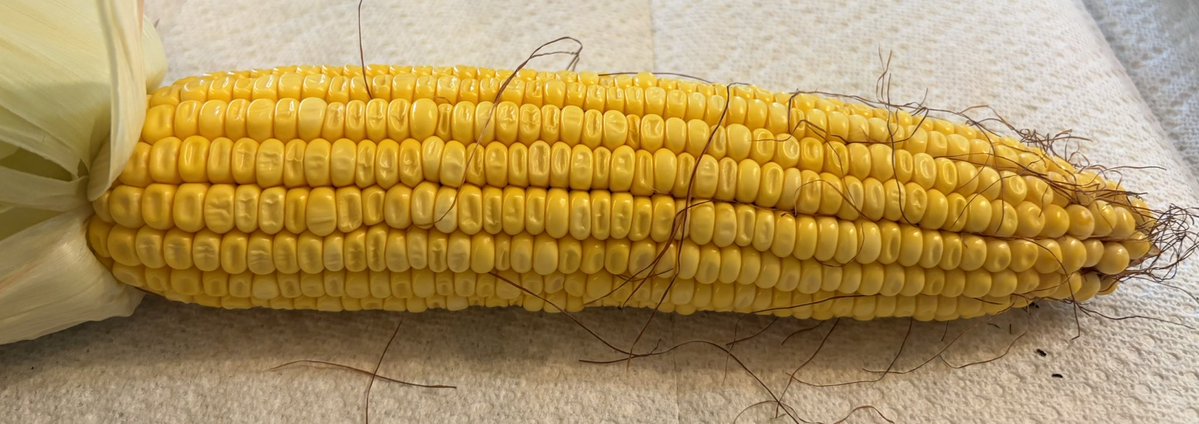 ChuckGrassley's tweet photo. Our corn is now in “denting” stage About six weeks away from harvest. Notice indentation at top of kernel. We hv timely rains so kernels fill to end. Sometimes in dry year u can see cob at end of ear PRETTY GOOD HARVEST COMING UP #cornwatch https://t.co/n9YE7QsUoA