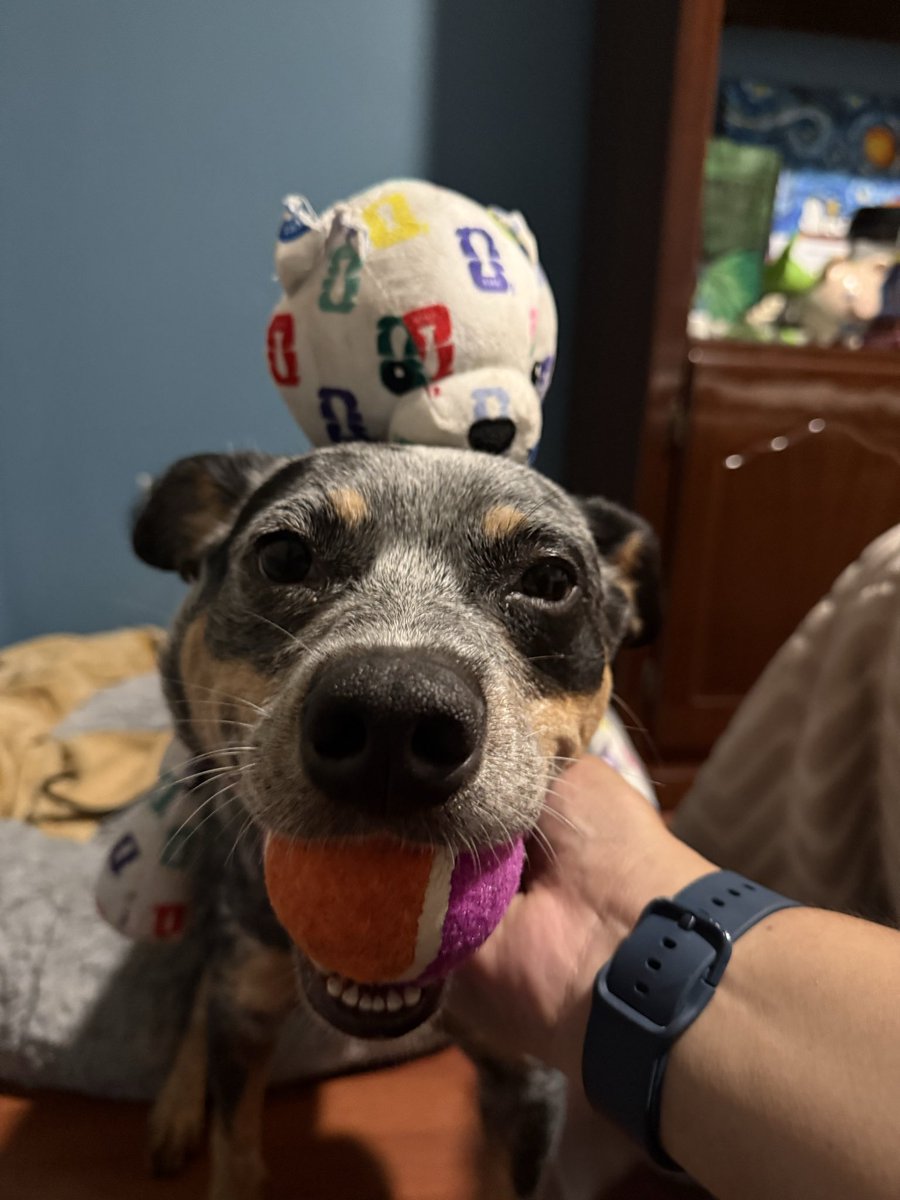 joricmp's tweet photo. THE FOG 🐶 &amp; BEAR 🧸 #dog #happy #blueheeler https://t.co/4U1AXUSZcb