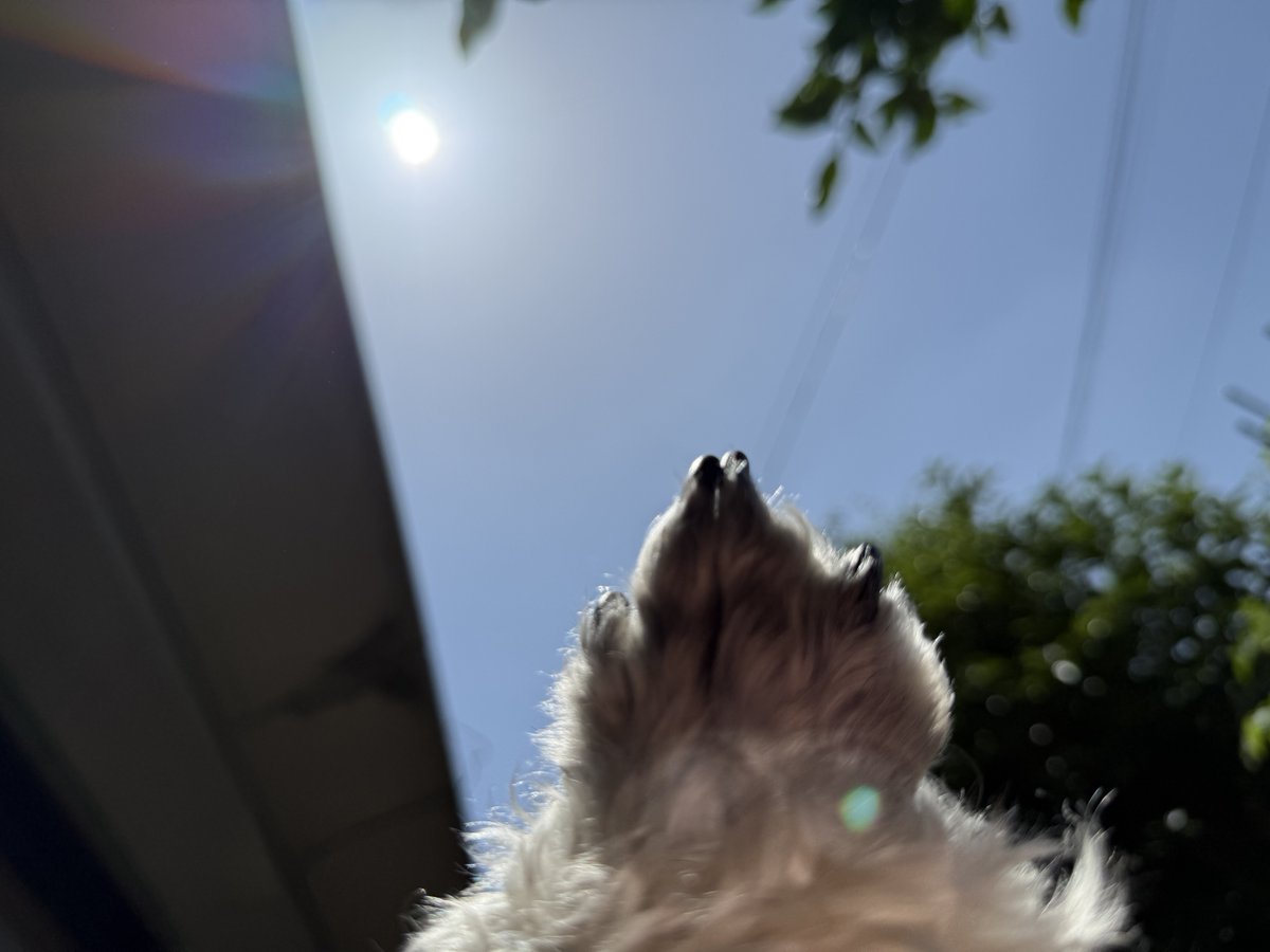 megwhite66's tweet photo. レミオの一歩🐾ミニチュアシュナウザー成長記#345
2025.6.5（木）（生後６年7か月）

PEACE❣️
#犬界のキムタク #空に肉球を https://t.co/KgCgBCpjFK