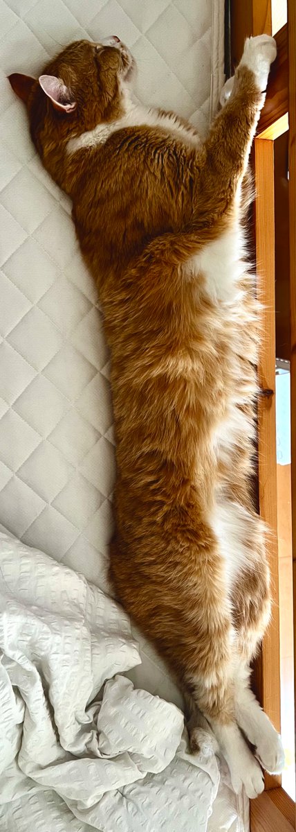 tiny_typhoons's tweet photo. やっぱり長いよなあ

#猫好きさんと繋がりたい  #猫のいる暮らし #アメリカンカール #キンカロー https://t.co/vwW8Lbca86