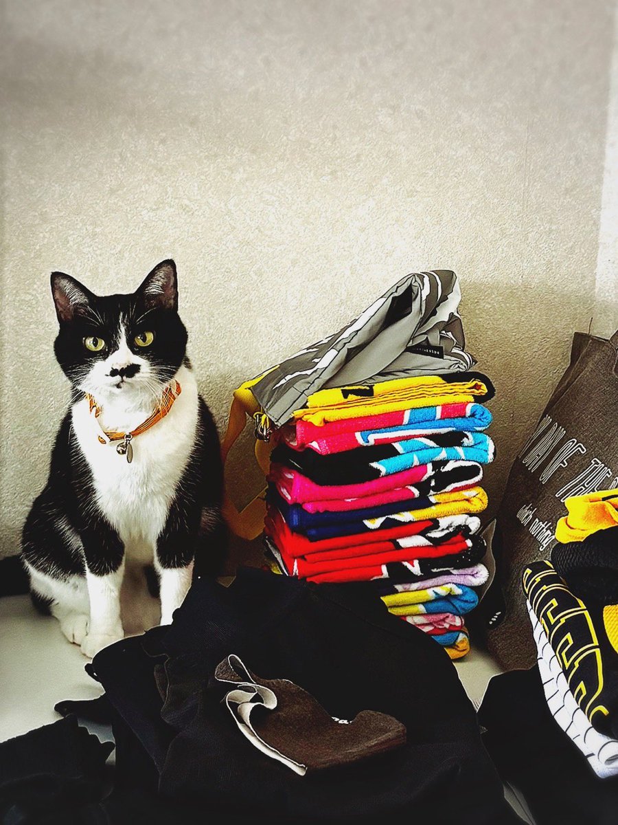 kkof3's tweet photo. おはようにゃん🐈‍⬛☀️
今日は勝つにゃ🐯
・
・
・
#ハッチィとの日々　
#保護猫 
#はちわれねこ 
#猫のいる暮らし
#阪神タイガース https://t.co/zt2yE7tsNd