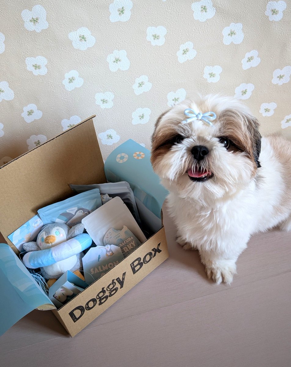 zushisyama's tweet photo. 憧れのドギーボックスさんから8月Boxが届いたぞ〜🐶🎁

三度の飯よりおもちゃ好きなズシ氏、中身を見るなり大興奮で特技の「あご‼️」もできなくなってた(これ以上の言葉は不要)

#doggybox #PR https://t.co/eNBnB8V2MR