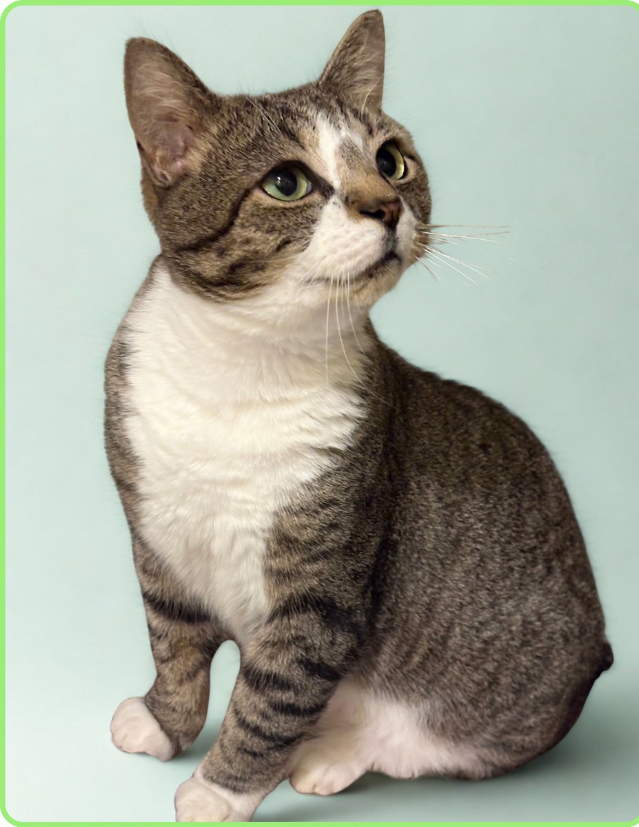 RappCatsAdopt's tweet photo. Meet Grem, who swears a great-great grandfather was a Munchkin kitty. Hmm. We see the short legs &amp; we even see some facial structure likeness, but not so sure Grem. "I know what I know," he claims. 🤷In any case, he's absolutely adorable &amp; as sweet &amp; affectionate as he is cute! https://t.co/P8prBNirgB