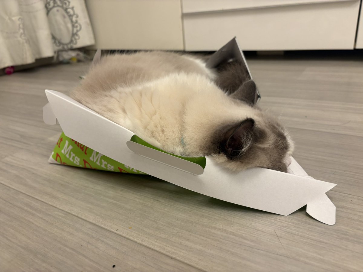 level42sakusaku's tweet photo. やはり壊されました😅
おはようございます✨
#猫
#この子はシアン https://t.co/heuj7oyZ4y
