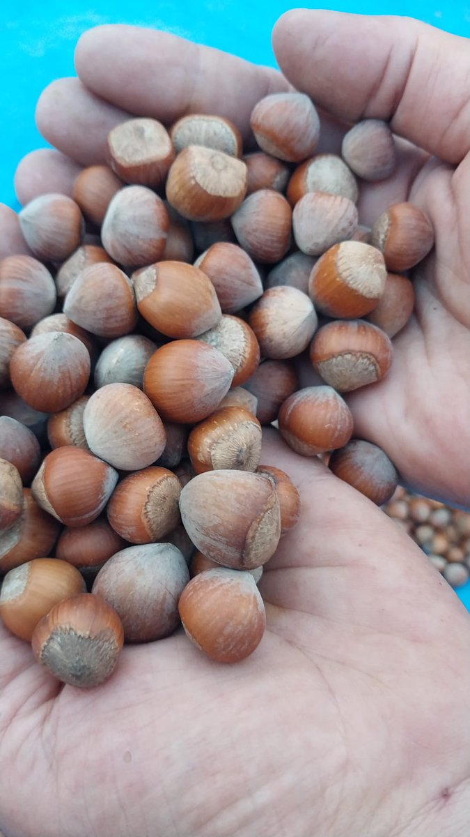 TeacherFood1's tweet photo. Tamamen doğal olarak üretimi yapılmış olan ve herhangi bir tarım ilacı veya gübre kullanmadan kendi emeğimizle topladığımız organik fındıklarımız satışa hazırdır. İlgilenenler DM atabilirler. 

#fındık #Ordu #karadeniz #organik #doğal #gıda https://t.co/9KH0WYhbMJ