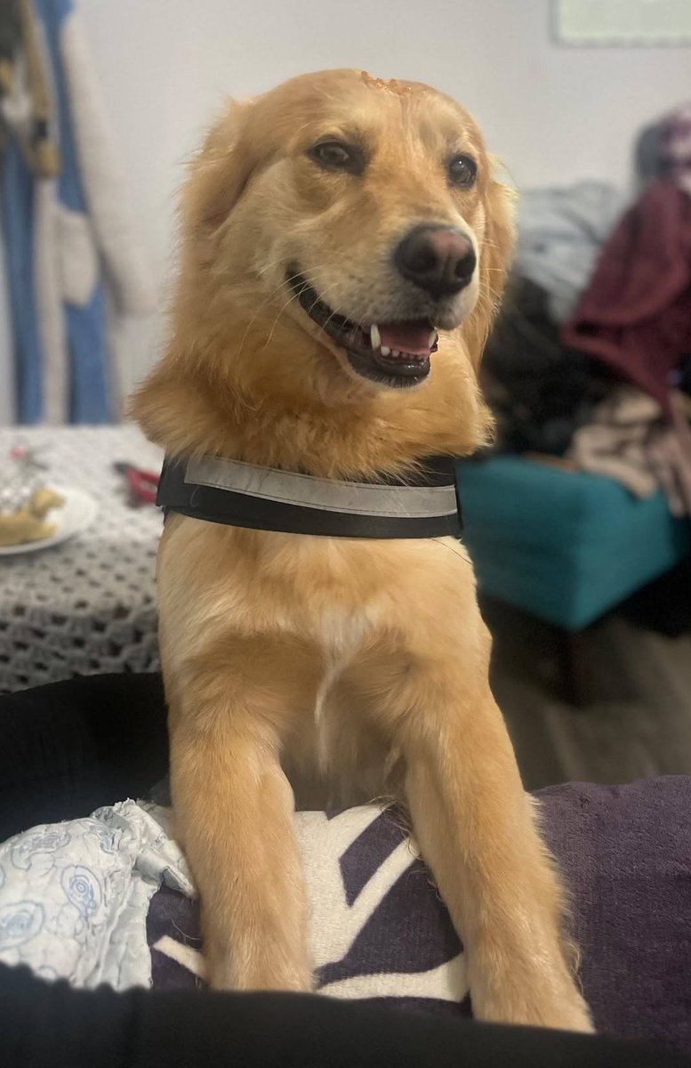 eltuitdemarsh's tweet photo. Una linda señora rescató a este perrito, pero por razones de espacio no puede quedárselo. Es muy dócil, cariñoso y regalón. Lo trasladan a cualquier comuna dentro de la región. Si deseas darle un hogar, comunícate al +56985118776. Favor RT!
#LaPintana https://t.co/b7zMdqerxG