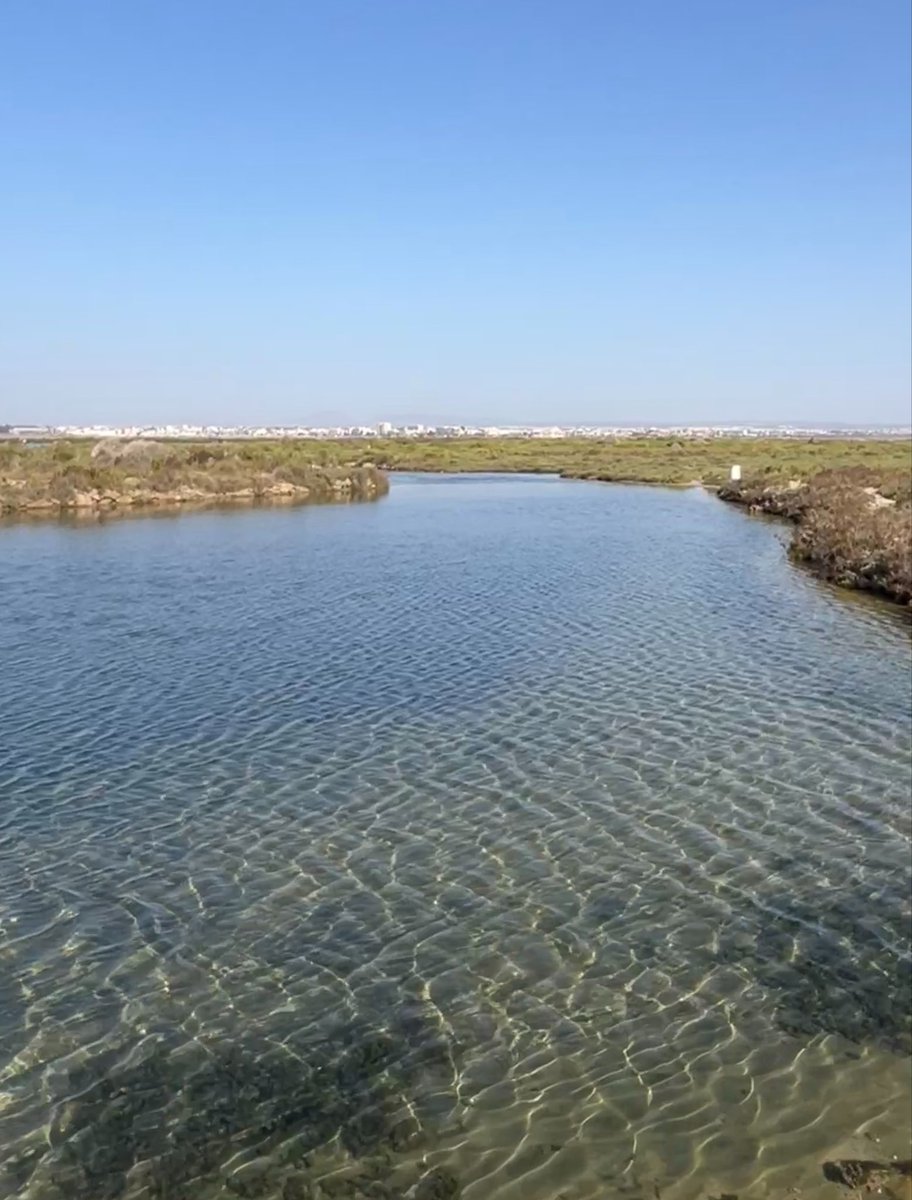 enunlugardelah1's tweet photo. 🍋 El Parque Regional de las Salinas y Arenales de San Pedro del Pinatar es un espacio natural protegido de 856 hectáreas situado al norte del Mar Menor, en la Región de Murcia.

Conviven una explotación de sal🧂desde época romana y un humedal clave para aves migratorias🦩 https://t.co/Q3CQQ5Jg4N
